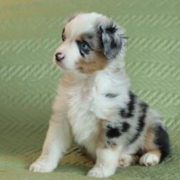 Miniature American Shepherd Puppies from AKC Emerald Minis