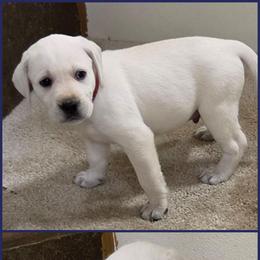 Alex - Yellow male Labrador Retriever puppy in Middleburg, Pennsylvania from Countrylanes labs