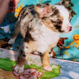 Alexia - Black and white female Chihuahua puppy in Chesapeake, Virginia from Elsbeth's Chihuahuas