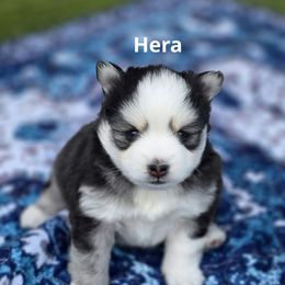 Hera - Black and white female Pomsky puppy in Fredericksburg, Virginia from Purely Pomskies
