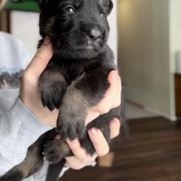 German Shepherd Puppies from Von Dem Flussufer