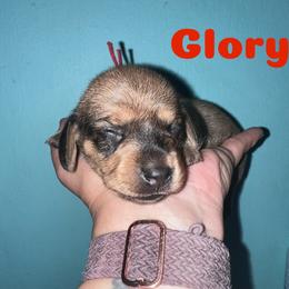 Glory - Cream female Dachshund puppy in Monitor, Washington from Shannon Dolly’s Dachshunds
