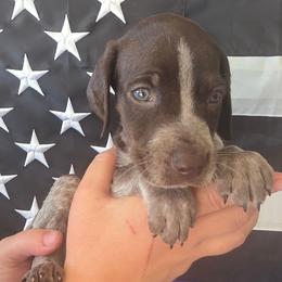 Goose BoY 1 - Black roan male German Shorthaired Pointer puppy in Banning, California from ⭐🦆 So Cal on Point GSP'S🇺🇲🇩🇪 lg