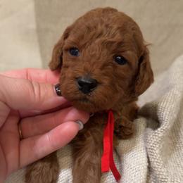 Boy 2 - Red  male Goldendoodle puppy in Sacramento, California from Poodle Lovers