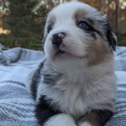Boy 4 - Blue merle Australian Shepherd puppy in Rockford, Illinois from Andover Aussies