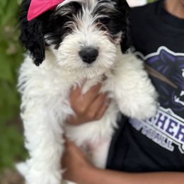 Cera - Tri-color female Bernedoodle puppy in Northglenn, Colorado from Colorado Bernedoodle Babies