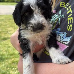 Bailey - Black and white female Sheepadoodle puppy in Provo, Utah from Doodlefolk