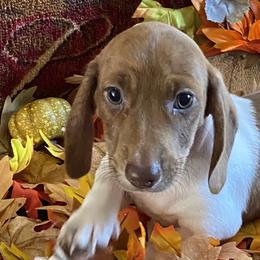Dachshunds and Yorkshire Terriers from Devoted Doxies