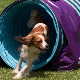 Irish Water Spaniel and Nederlandse Kooikerhondje All Grown Up from Madcap