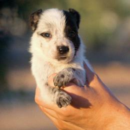 Sauron (AKC) - Blue male Australian Cattle Dog puppy in Marana, Arizona from Impact 3rd Australian Cattle Dogs