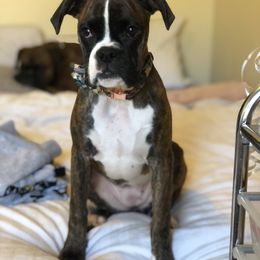 Boxer Puppies from Vandalo Boxers