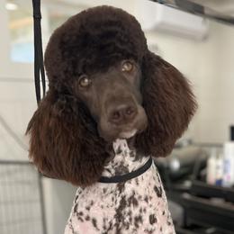 Aussiedoodles and Poodles from BoujeeDoodles