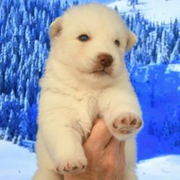 Odin - White male Siberian Husky puppy in Miami, Florida from Blue Moon Huskies