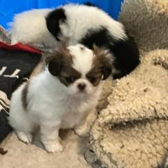 Girl 1 - Sable and white female Japanese Chin puppy in Basehor, Kansas from Good Fortune Shar Pei