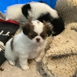 Girl 1 - Sable and white female Japanese Chin puppy in Basehor, Kansas from Good Fortune Shar Pei