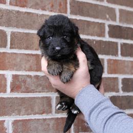Boy 1 - Black and red male German Shepherd puppy in Mount Vernon, Missouri from German Haus German Shepherds LLC