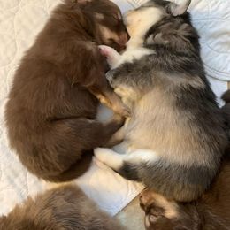 Pomsky Puppies from JC's Mitten Pomskies