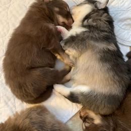 Pomsky Puppies from JC's Mitten Pomskies
