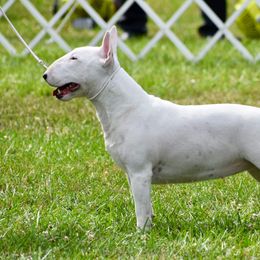 Roo - Miniature Bull Terrier