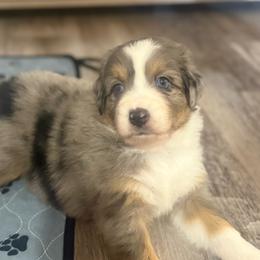 Ember - Blue merle female Australian Shepherd puppy in San Tan Valley, Arizona from FaithsAussies