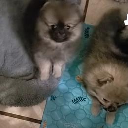 Mochi - Wolf sable male Pomeranian puppy in Downers Grove, Illinois from Forever Pomeranians