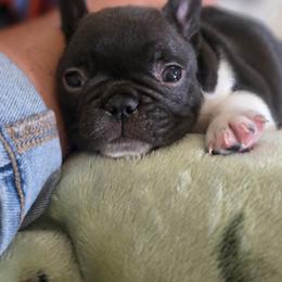 French Bulldog Puppies from Scherners Frenchie Frenz