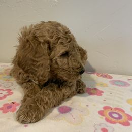 Blue Boy - Apricot Poodle puppy in Pleasant View, Utah from Rocky Mountain Poodles
