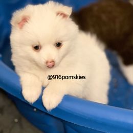 Pomsky Puppies from 916 Pomskies
