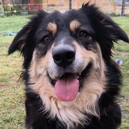 Australian Shepherds from Diane's Australian Shepherds