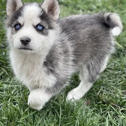 Chinese Crested and Pomsky Puppies from Willow Creek Cresteds