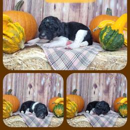 Acorn - Black female Goldendoodle puppy in Grabill, Indiana from Rose's Doodles