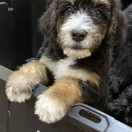 Bernedoodle Puppies from Doodles of Tampa Bay