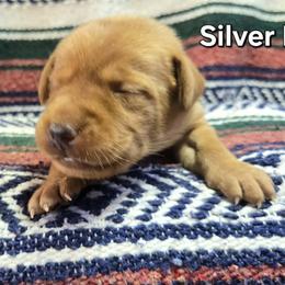 Boy 3 - Yellow male Labrador Retriever puppy in Potosi, Wisconsin from Point and Flush Gun Dogs