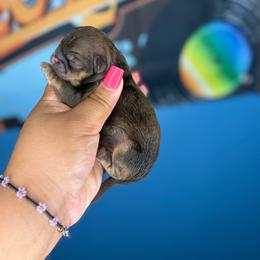Boy 2 - Chocolate and tan male Shih Tzu puppy in Roseville, Michigan from Diamond Paws LLC