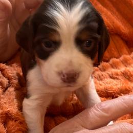 Cooper - Tri-Roan male English Springer Spaniel puppy in Sonora, California from Sonora Hills ESS