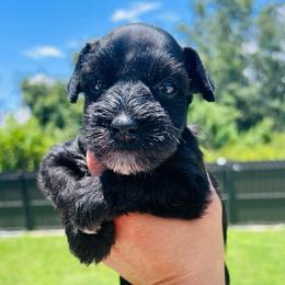 Orange - Black and silver male Miniature Schnauzer puppy in Lehigh Acres, Florida from Regency Schnauzer