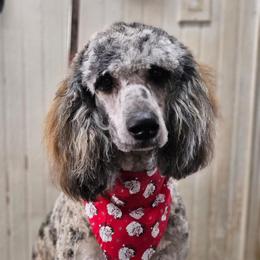 Fiona - Poodle