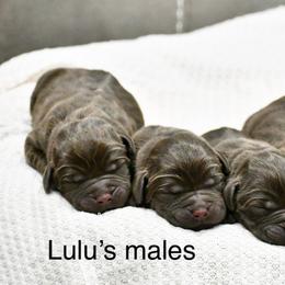 Boy 4 - Chocolate male Labrador Retriever puppy in Mississippi from Sure Shot English Labs