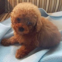 Poodle Puppies from Lowry Toy Poodles
