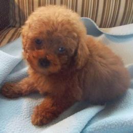 Poodle Puppies from Lowry Toy Poodles