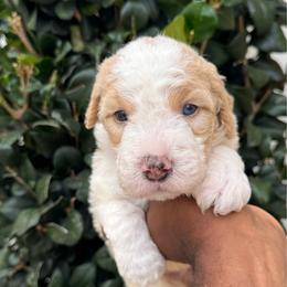 Teddy 2900 - Brown and white male Sheepadoodle puppy in Los Angeles, California from Exquisite Doodles