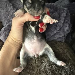 AKC Girl 1 - Black and tan female Chihuahua puppy in Anoka, Minnesota from Anoka County MN AKC Chihuahuas