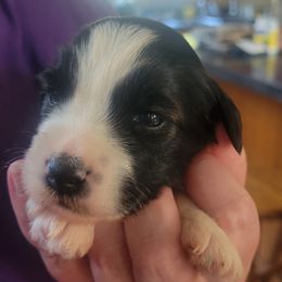 Cullen - Black and white male Tibetan Terrier puppy in Jerseyville, Illinois from Dzine Tibetan Terriers