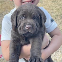 Black Collar - Chocolate male Labrador Retriever puppy in Hutto, Texas from Texas Bluebonnet Labs