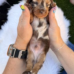 Dachshund Puppies from Collier Dachshunds