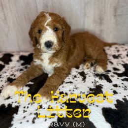 Gravy - Red  male Goldendoodle puppy in Houston, Texas from Golden Life Doodles