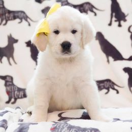 Golden Retriever Puppies from Southern Paws, LLC