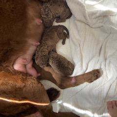 Chesapeake Bay Retriever Puppies from Chesi-Bay