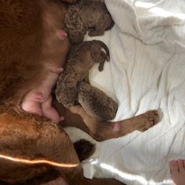 Chesapeake Bay Retriever Puppies from Chesi-Bay