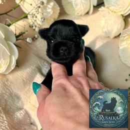 Siren - male Russian Salon Dog puppy in Kendallville, Indiana from Yorkies Kisses/Rusalka Siren Song